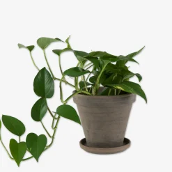 Kruka Terrakotta 18cm Grå